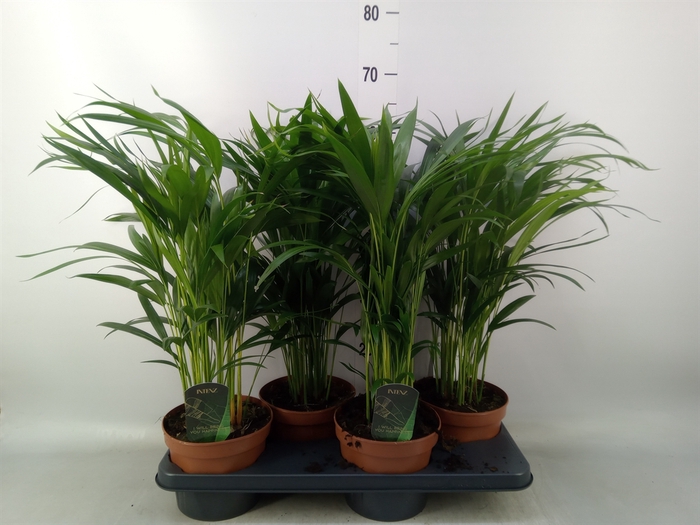 <h4>Dypsis lutescens   ...Chrysalidoca</h4>
