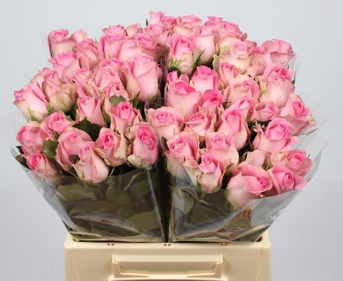 <h4>R GR REVIVAL</h4>