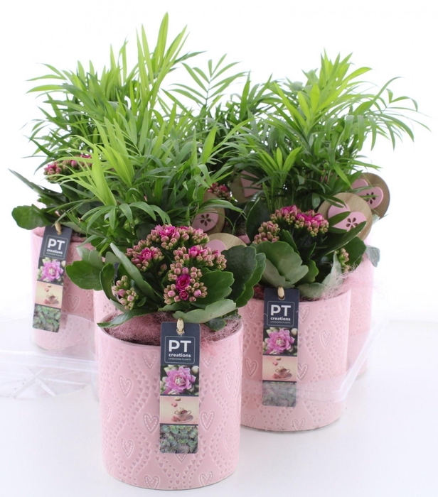 <h4>ARR KAMERPL</h4>