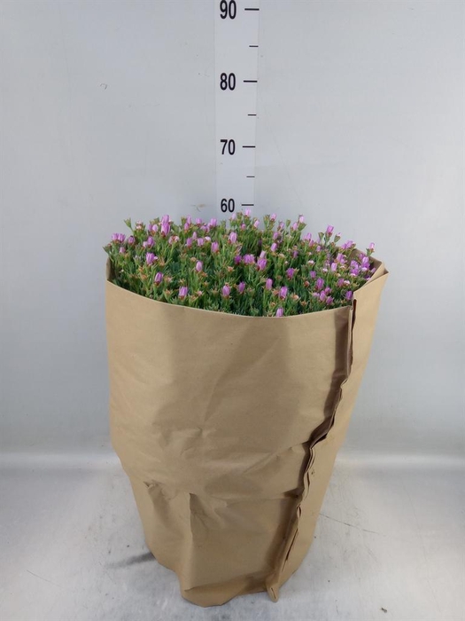 <h4>Succulents   ...</h4>