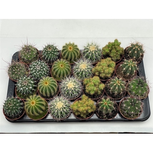 Cactus gemengd