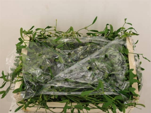 <h4>VISCUM ALBUM</h4>