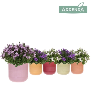 Campanula Addenda Ambella mix in Flare pot mix