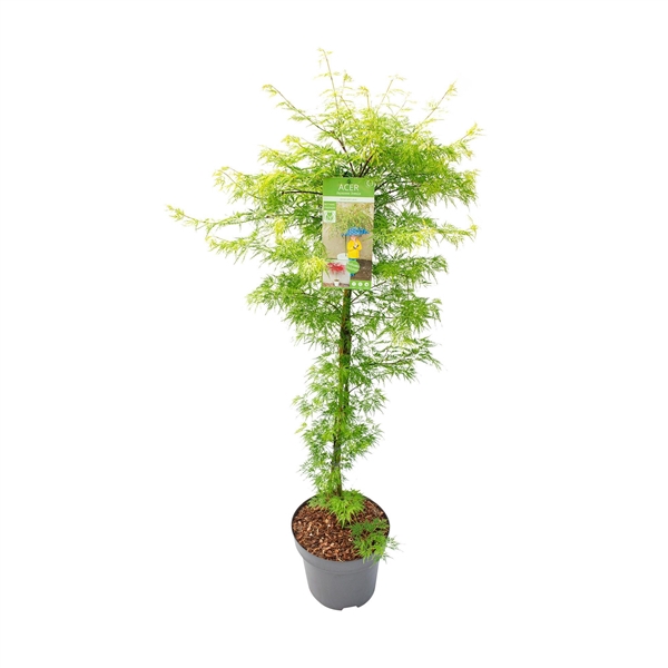 <h4>Acer palm. 'Emerald Lace'</h4>