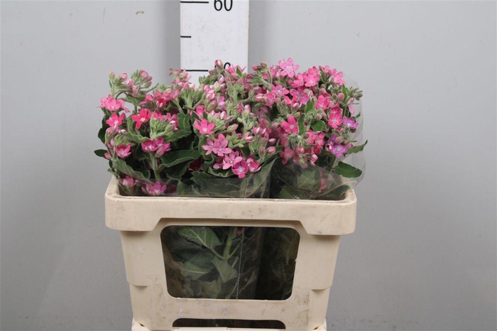 <h4>Oxy Co Pink Harmony</h4>