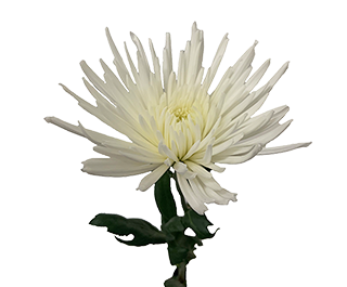 <h4>ANASTASIA SPECIAL 080 CM</h4>