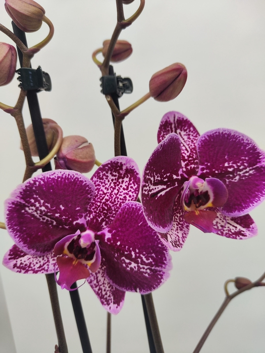 <h4>Limited 36 week 2</h4>