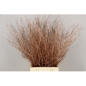 Betula Bs Paint Copper FST