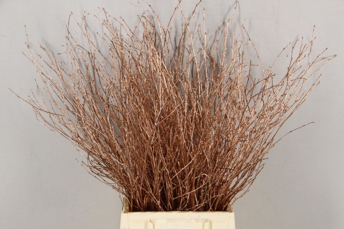 <h4>Betula Bs Paint Copper</h4>