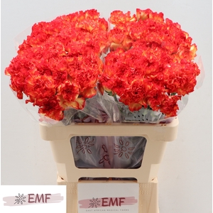 Di St Zenit EMF