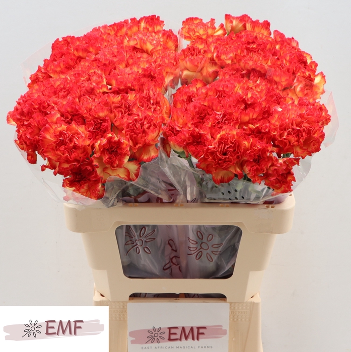 <h4>Di St Zenit EMF</h4>