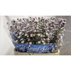 Aster Claudia