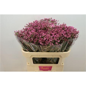 Limonium sinense Tiffany Diamond