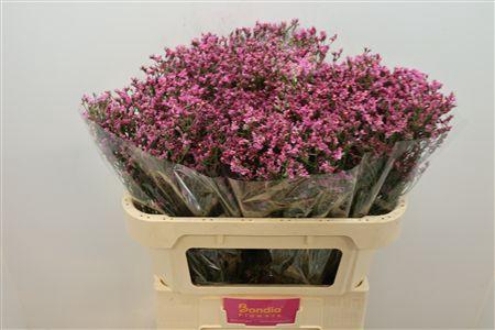 <h4>Limonium sinense Tiffany Diamond</h4>