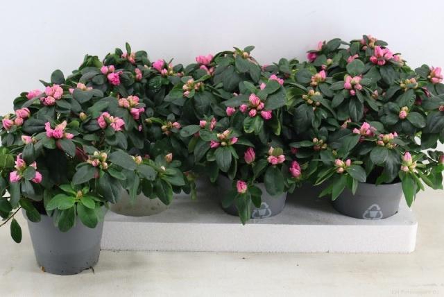 <h4>RHODO SI ROSE VOGEL</h4>