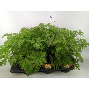 Pelargonium graveolens 'Lemon Tree'