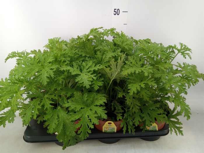 <h4>Pelargonium graveolens 'Lemon Tree'</h4>