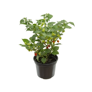 PIMENTA BIQUINHO P14