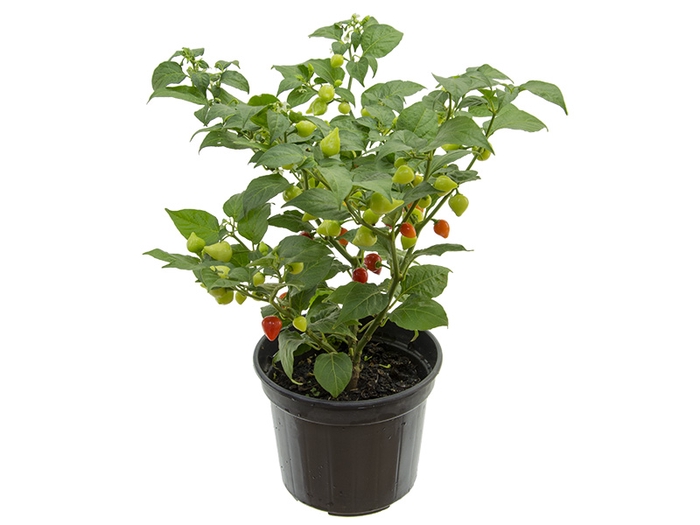 <h4>PIMENTA BIQUINHO P14</h4>