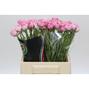 Ranunculus Charm Pink