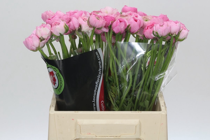 <h4>Ranunculus Charm Pink</h4>