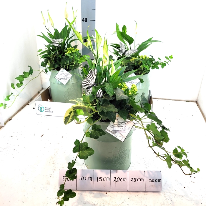<h4>ARR KALANCHOE</h4>