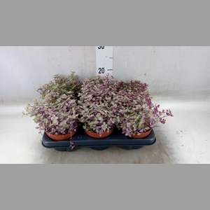 Callisia repens 'Rosato'