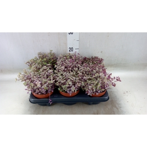 Callisia repens 'Rosato'