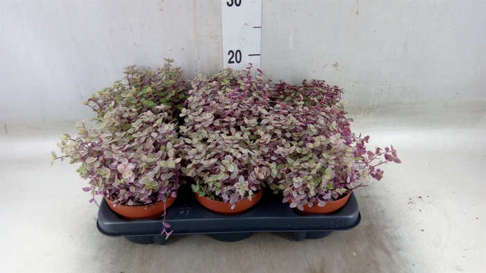 <h4>Callisia repens 'Rosato'</h4>