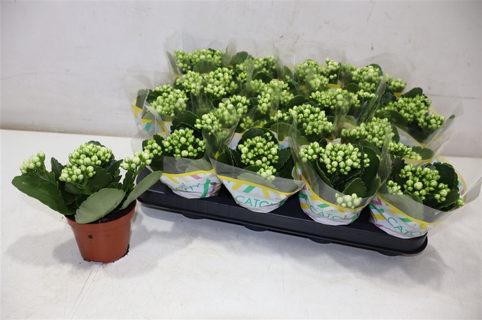 <h4>Kalan B Ge C Whites</h4>