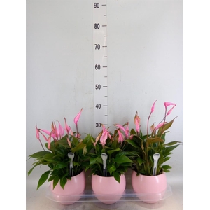 Spathiphyllum  'Bellini'