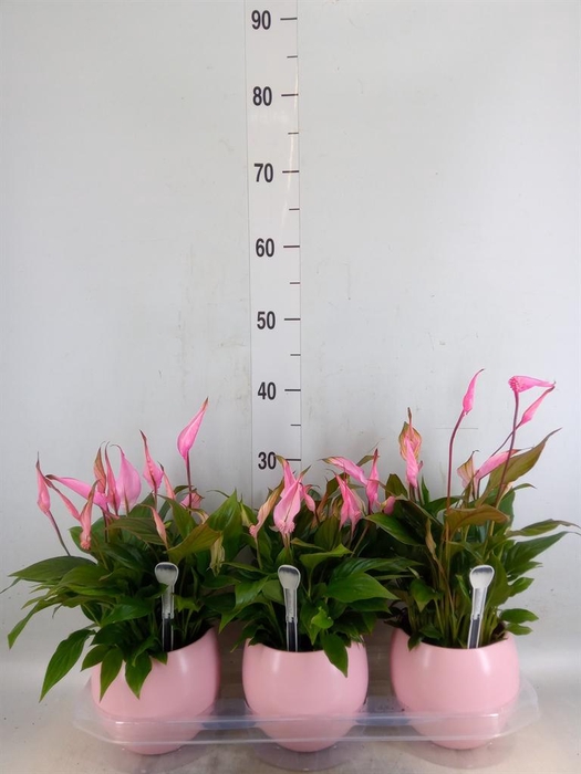 <h4>Spathiphyllum  'Bellini'</h4>