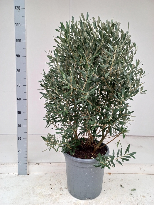 <h4>OLEA EUROPAEA</h4>