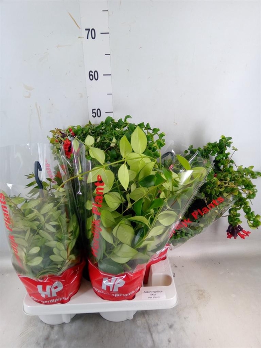 <h4>Aeschynanthus   ...</h4>