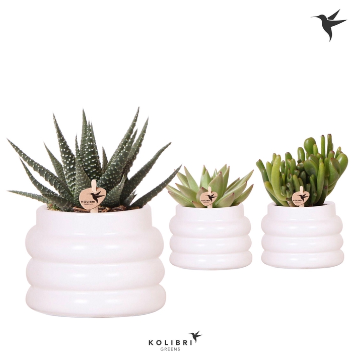 <h4>Kolibri Greens Succulenten mix in Bubble pot white</h4>