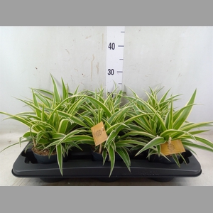 Chlorophytum com. 'Ocean'