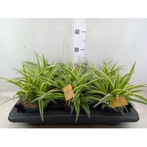 Chlorophytum com. 'Ocean'