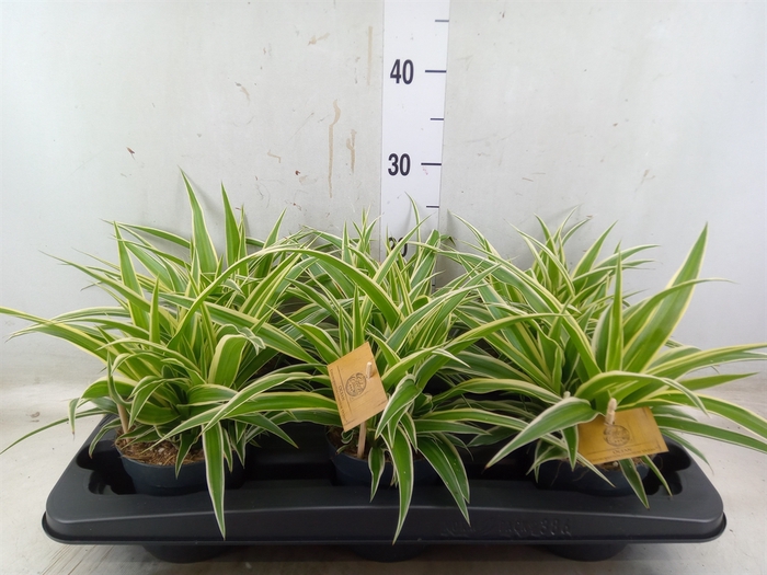 <h4>Chlorophytum com. 'Ocean'</h4>