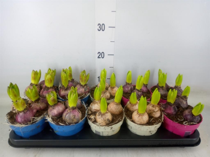 <h4>Hyacinthus orie.   ...mix 3</h4>