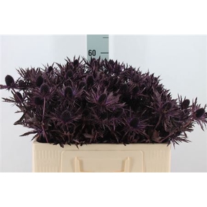 Eryngium Klb Aubergine X60