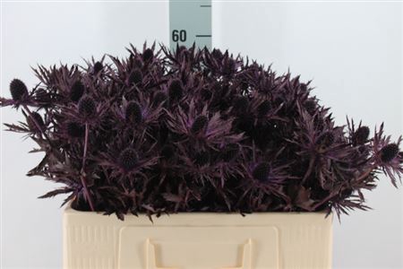 <h4>Eryngium Klb Aubergine X40</h4>