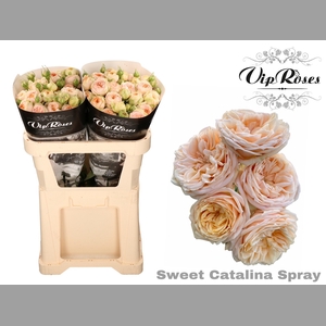 R TR SWEET CATALINA+