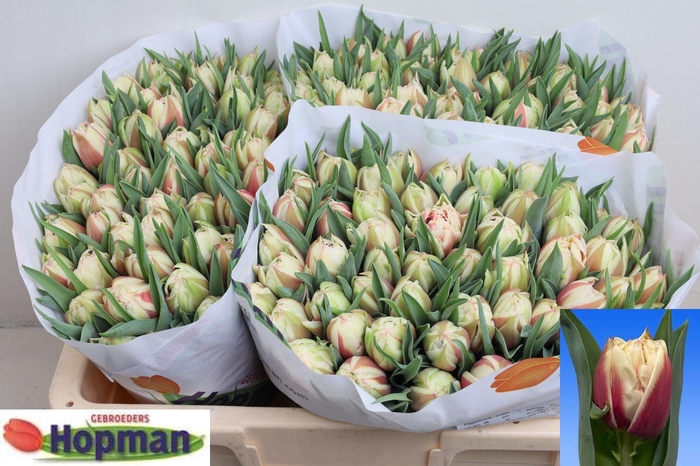 <h4>TU DU VERMONT</h4>