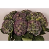 Hydrangea elbtal classic