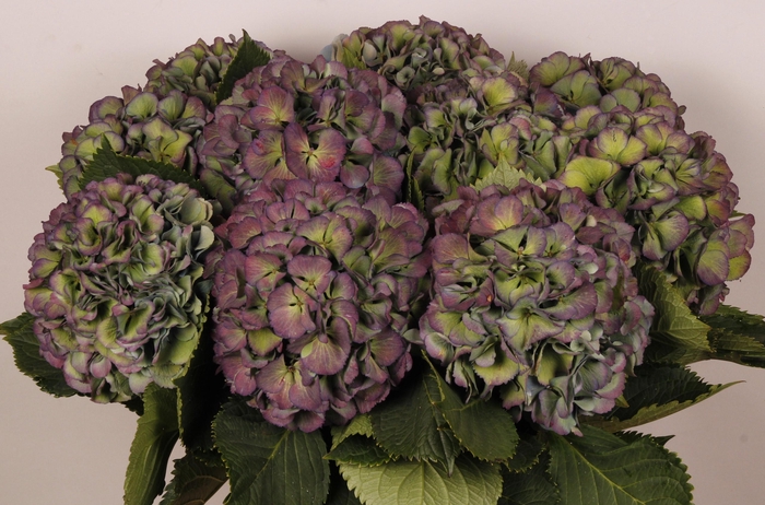 <h4>Hydrangea elbtal classic</h4>