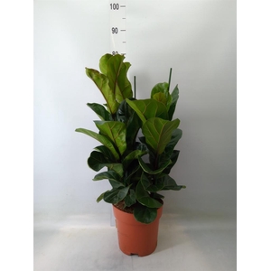 Ficus lyrata 'Bambino'