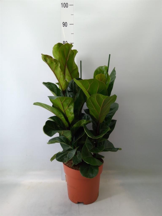 <h4>Ficus lyrata 'Bambino'</h4>