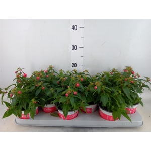Fuchsia  'Bella Fuchsia Evita'