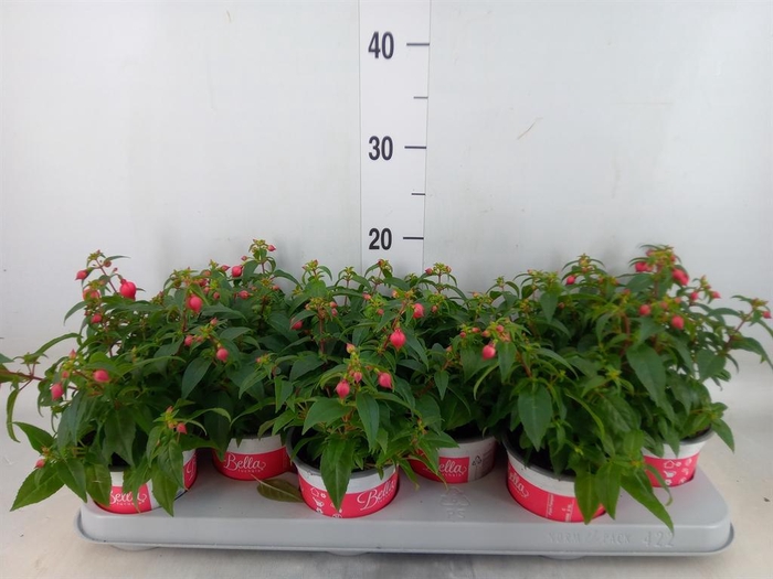<h4>Fuchsia 'Bella Fuchsia Evita'</h4>