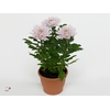 Chrysant Zembla Rossano
